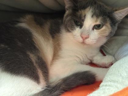 Zelda, a Adoptable Domestic Short Hair in Lebec, CA image 1/3