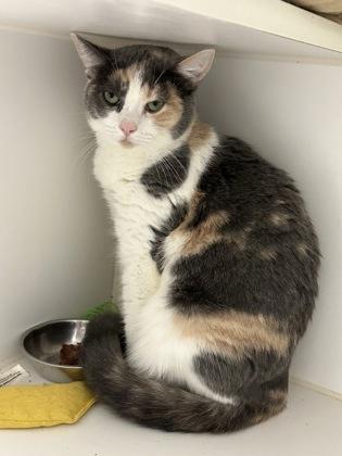 Zelda, Adoptable, Kitten Female Domestic Short Hair & Domestic Short Hair.