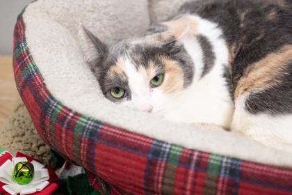 Zelda, a Adoptable Domestic Short Hair in Lebec, CA image 3/3