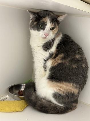 Zelda, Adoptable, Kitten Female Domestic Short Hair & Domestic Short Hair.