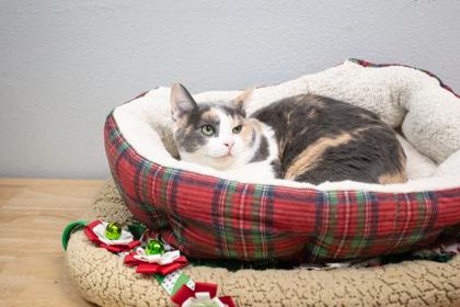 Enlarge Zelda, a Adoptable Domestic Short Hair in Lebec, CA image 3/3