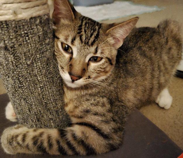 Enlarge Tinker, a Adoptable Domestic Short Hair in Glendale, AZ image 1/3