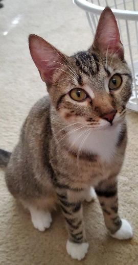 Enlarge Tinker, a Adoptable Domestic Short Hair in Glendale, AZ image 2/3