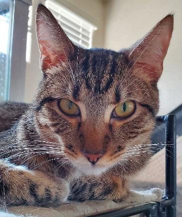 Enlarge Tinker, a Adoptable Domestic Short Hair in Glendale, AZ image 3/3