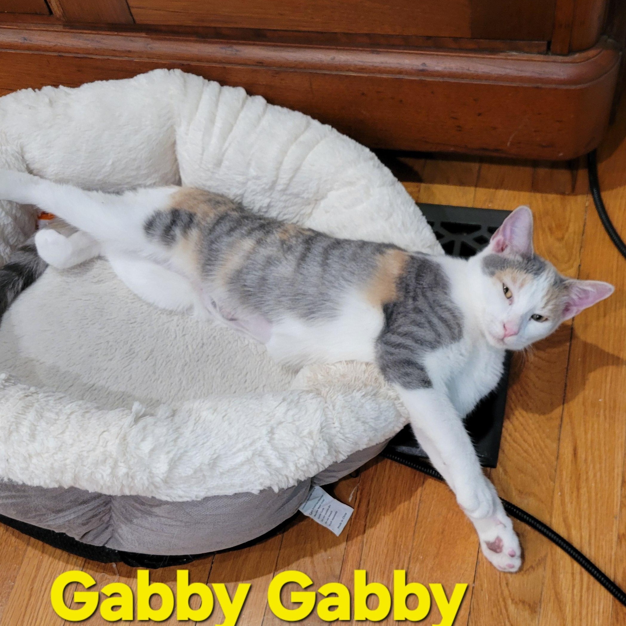 Gabby Gabby, Adoptable, Young Female Calico & Domestic Short Hair.
