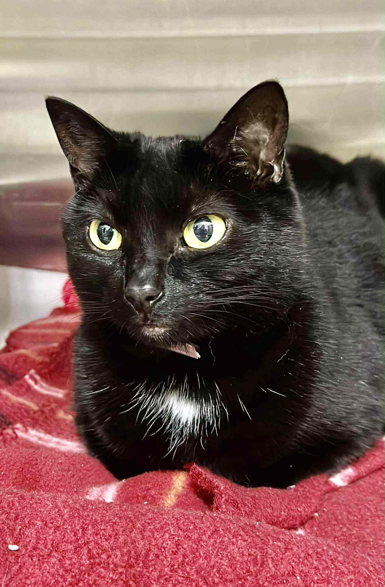 Endora-#49681, Adoptable, Adult Female Domestic Short Hair.