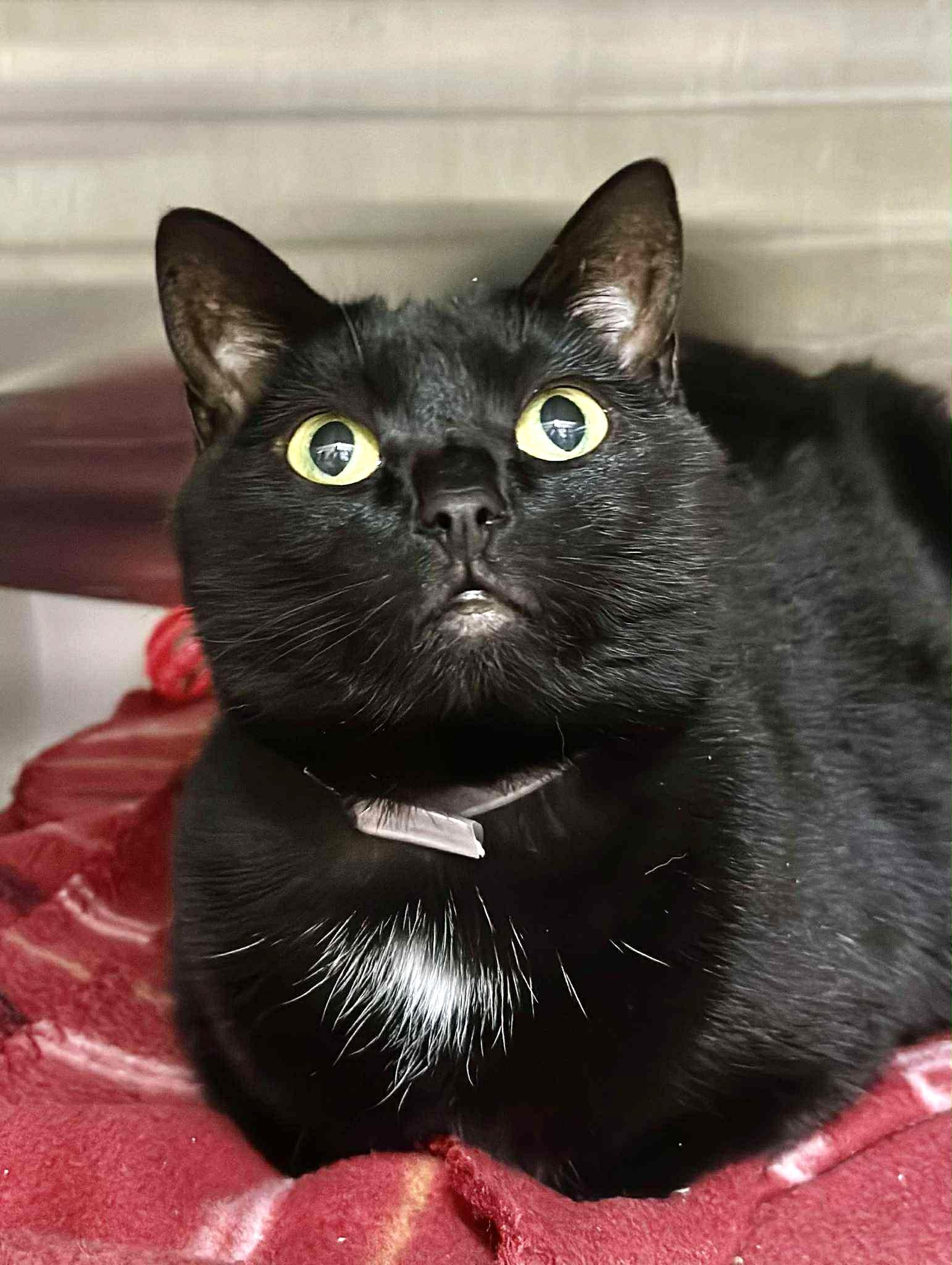 Enlarge Endora-#49681, a Adoptable Domestic Short Hair in Columbia, MD image 2/2