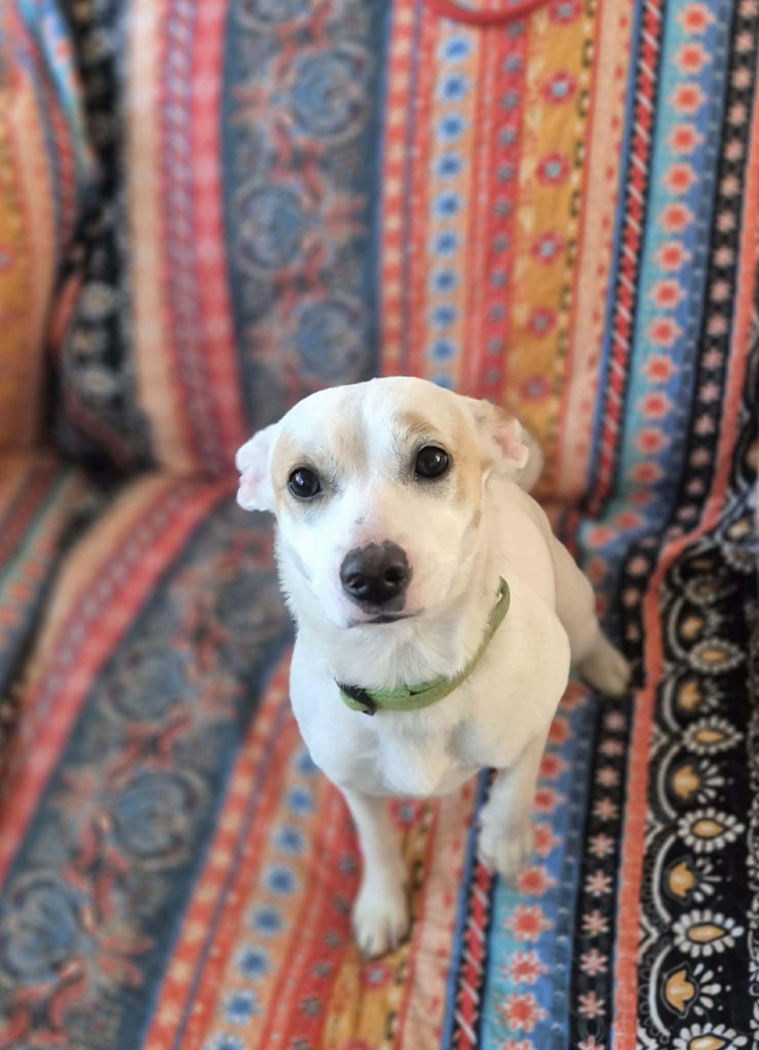 Enlarge Cheerio, a ADOPTABLE mixed breed in Sanger, TX image 5/6