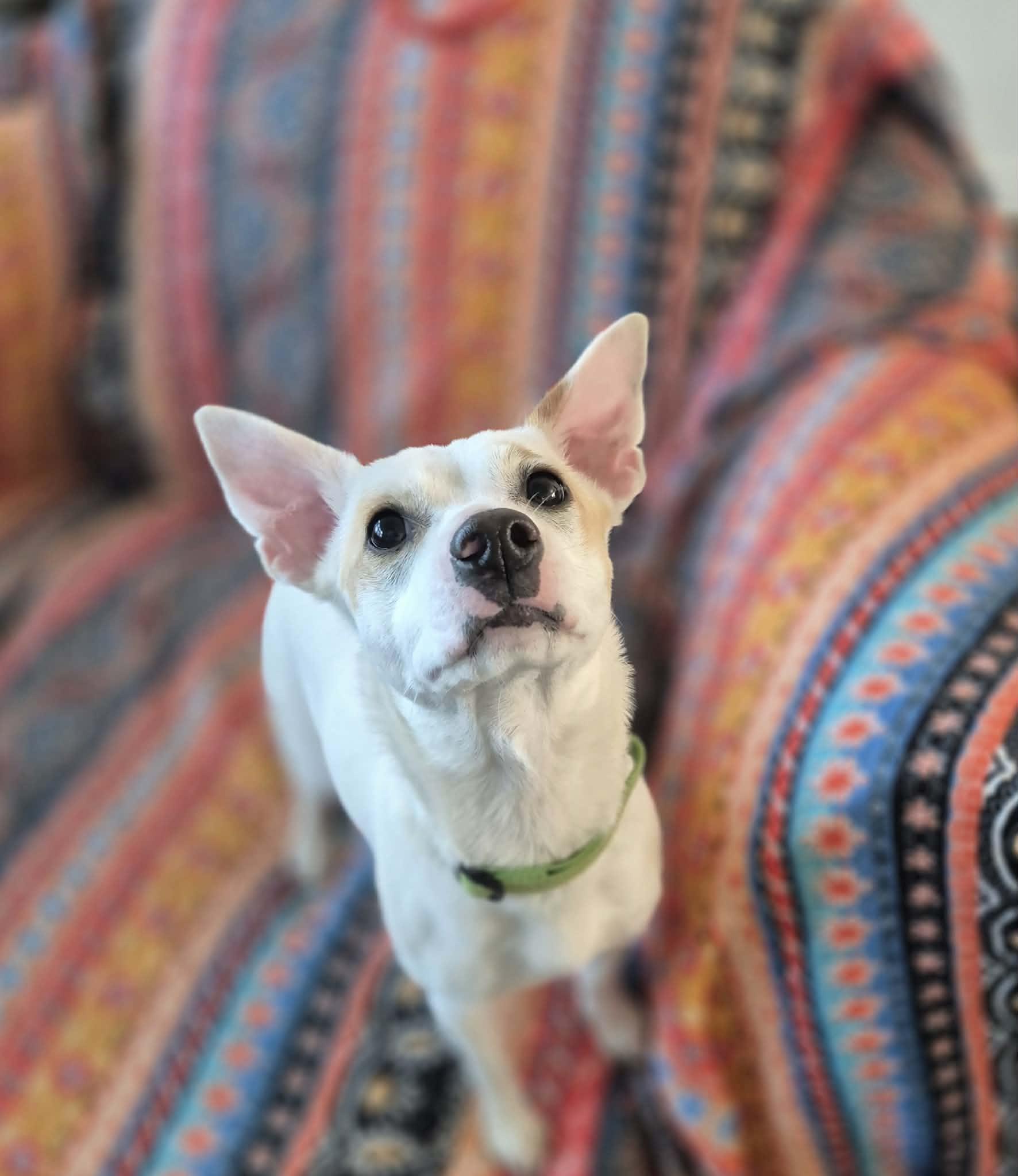 Enlarge Cheerio, a ADOPTABLE mixed breed in Sanger, TX image 4/6