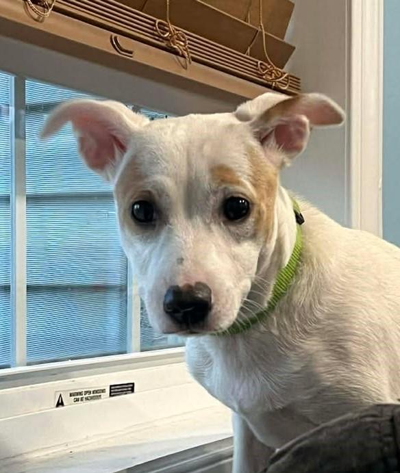 Cheerio, ADOPTABLE, Young Female Chihuahua.