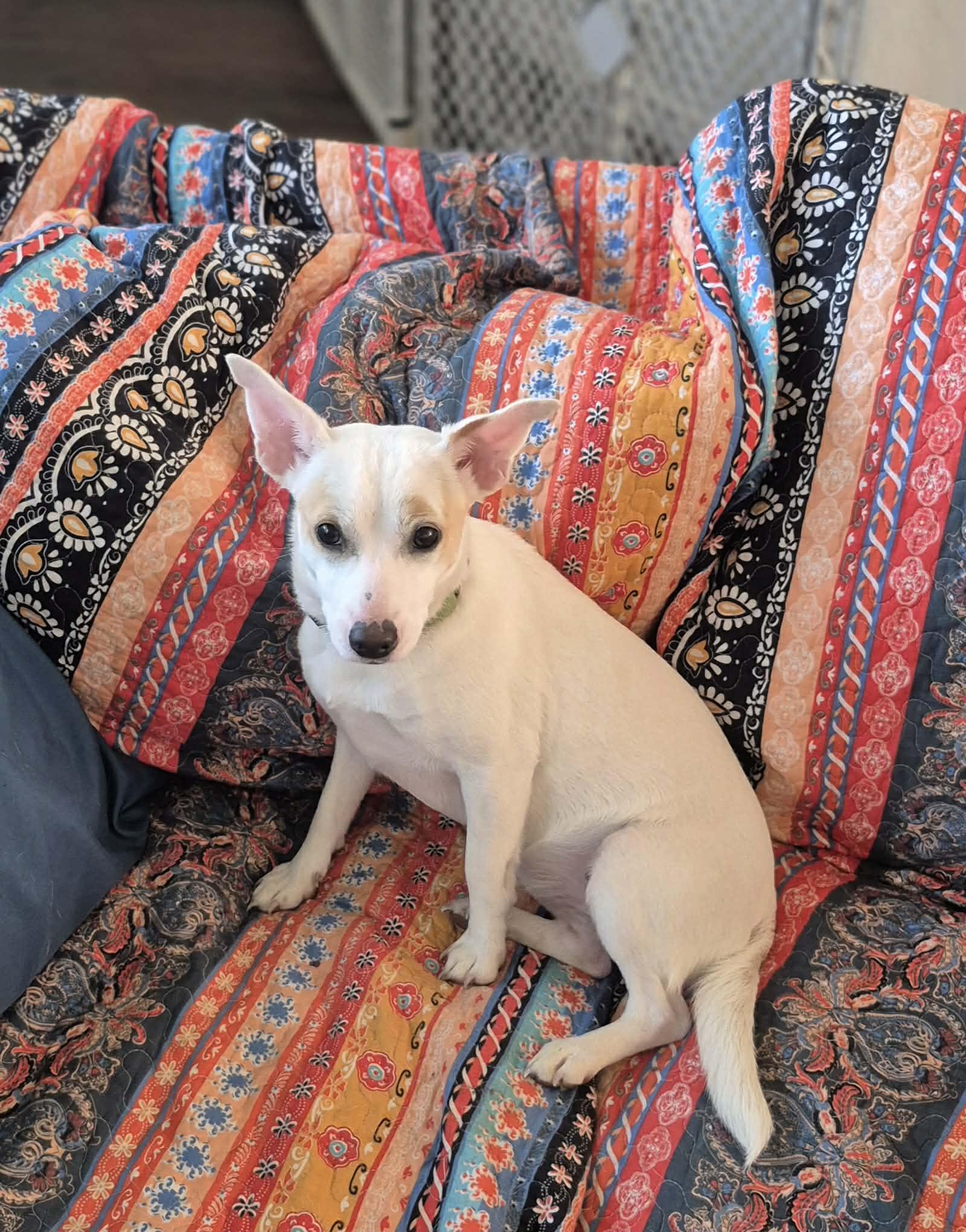 Enlarge Cheerio, a ADOPTABLE mixed breed in Sanger, TX image 2/6