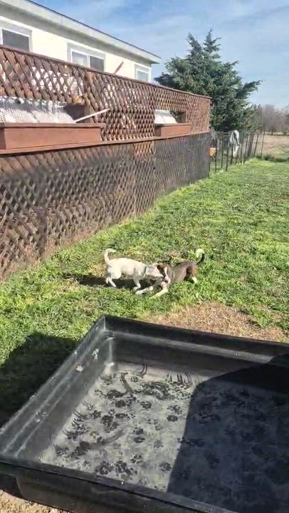Enlarge Cheerio, a ADOPTABLE mixed breed in Sanger, TX video 6/6