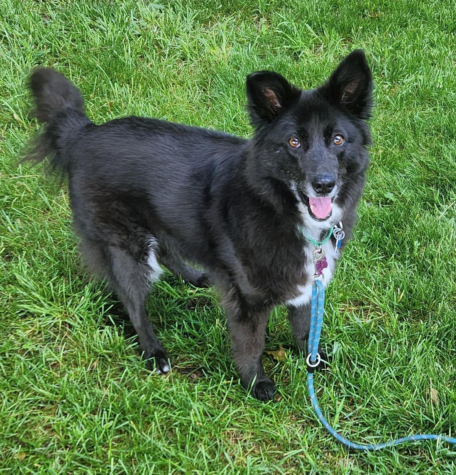 Cupcake, a Adoptable mixed breed in Minneapolis, MN image 3/6