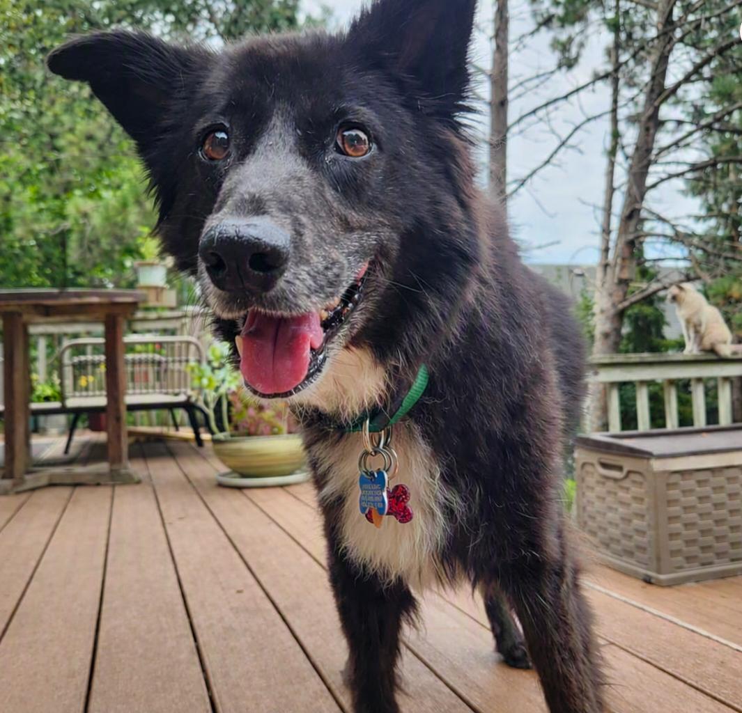 Cupcake, Adoptable, Senior Female Shetland Sheepdog / Sheltie & Border Collie.