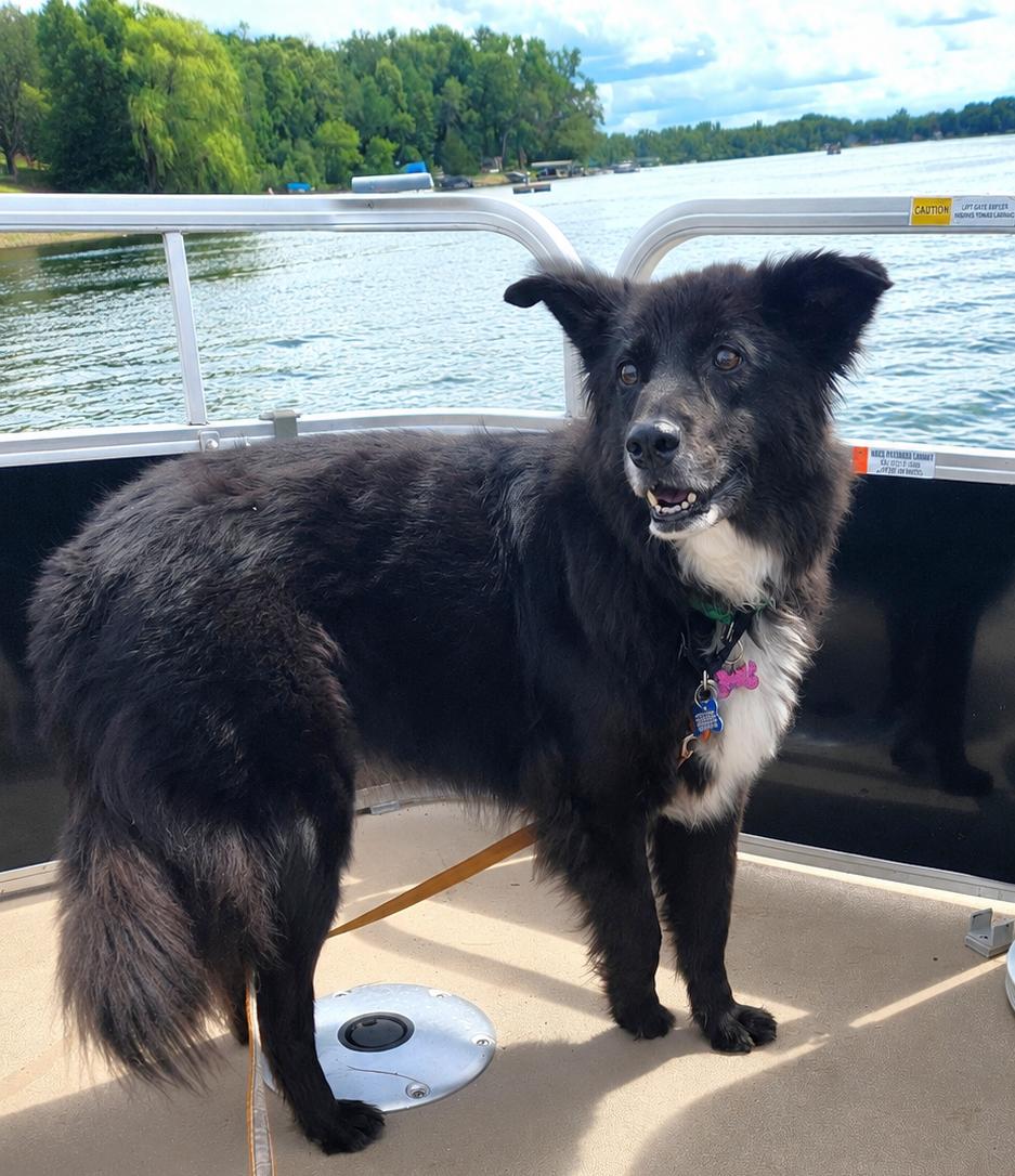 Cupcake, a Adoptable mixed breed in Minneapolis, MN image 2/6