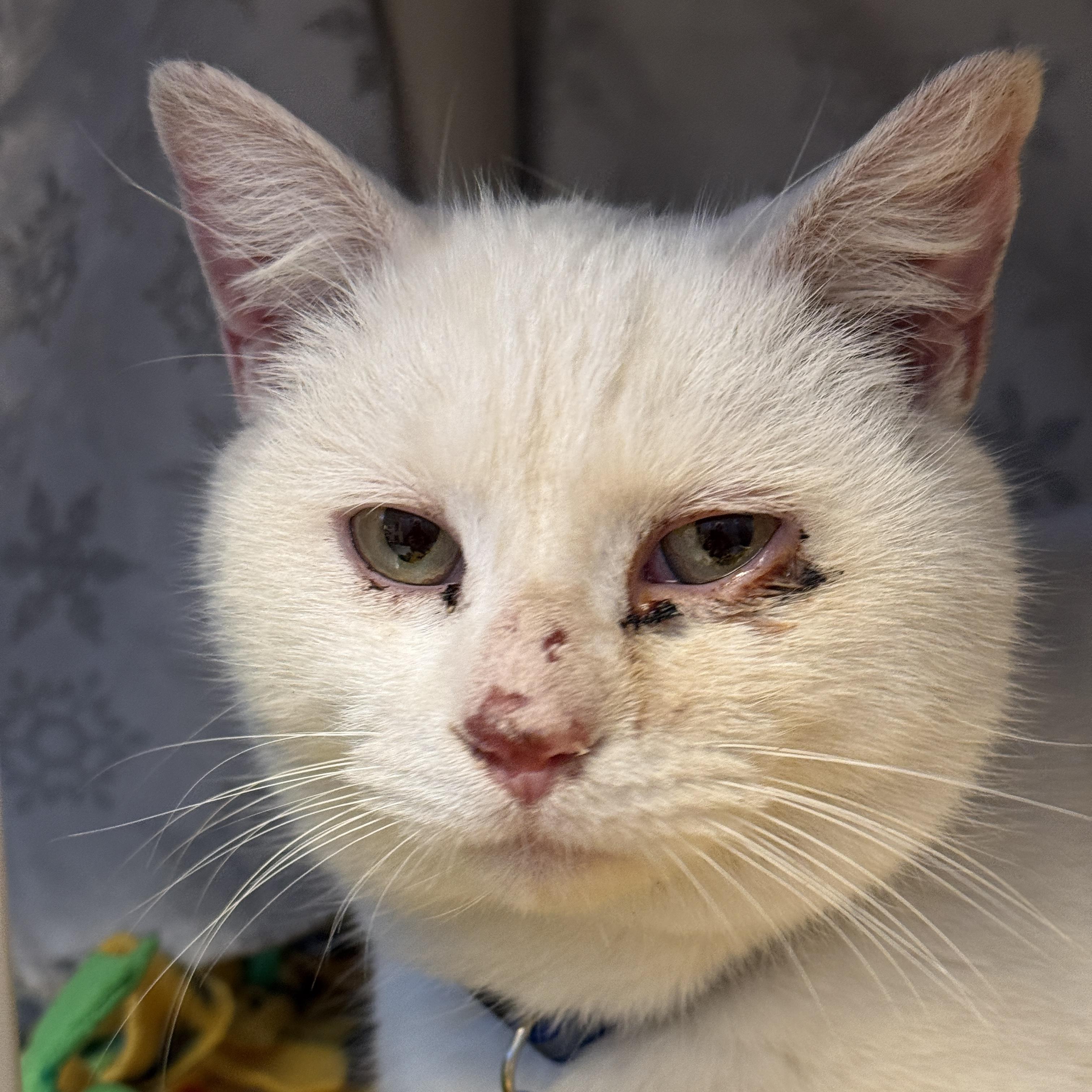 Cyril, ADOPTABLE, Adult Male Domestic Short Hair.