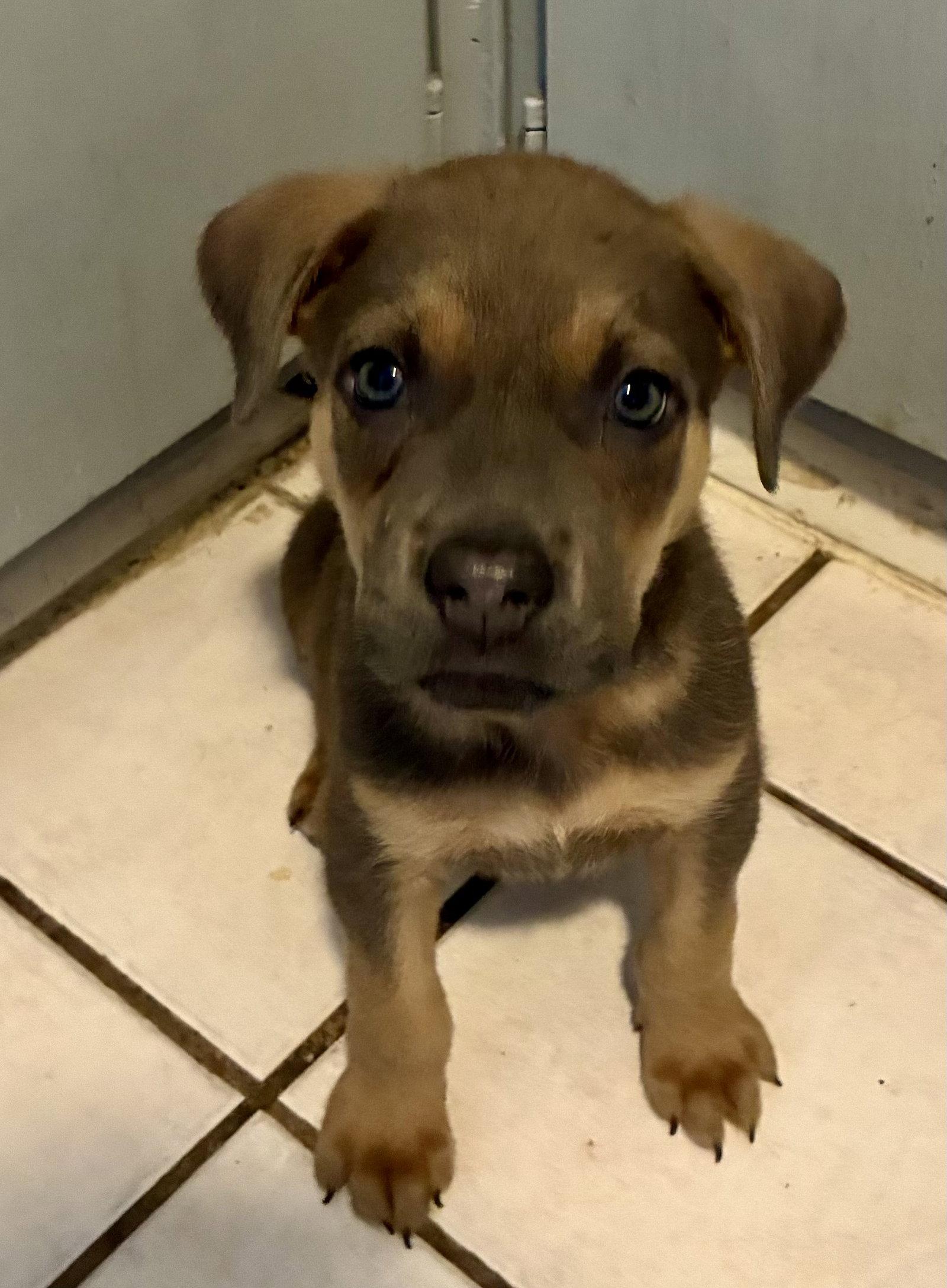 Oakley, Adopted, Puppy Male Black Mouth Cur & Labrador Retriever.