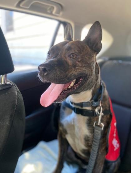 Martin, a Adoptable mixed breed in Shawano, WI image 1/3