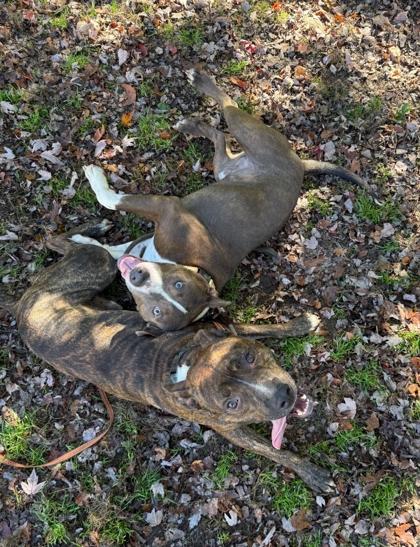 Martin, a Adoptable mixed breed in Shawano, WI image 2/3