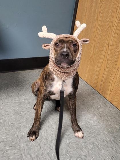 Martin, a Adoptable mixed breed in Shawano, WI image 3/3