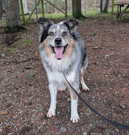 Kalipso, Adoptable, Adult Male Australian Shepherd & Mixed Breed.