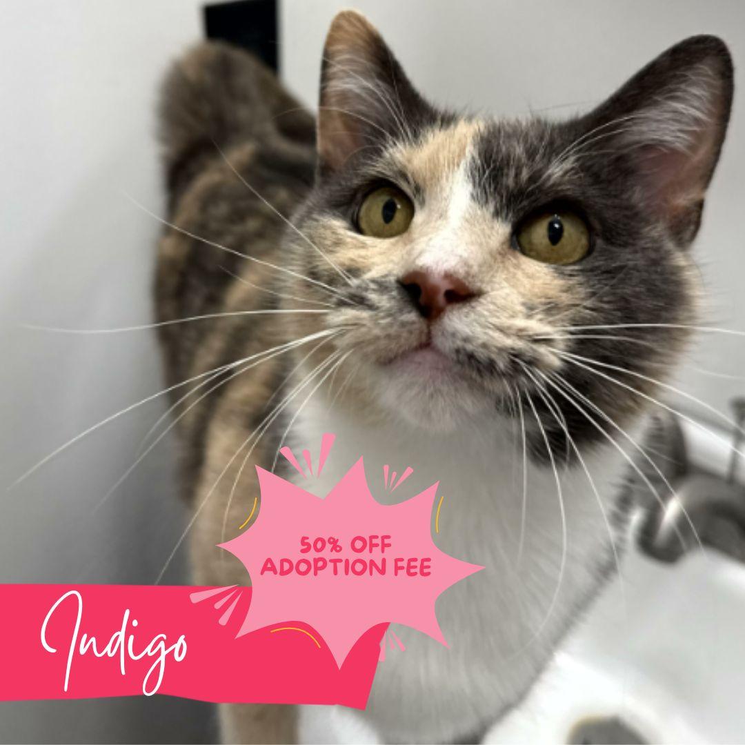 Indigo, adopted, Young Female Domestic Short Hair.