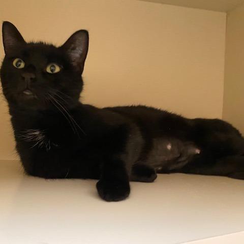 Moon, Adoptable, Young Female Domestic Short Hair.