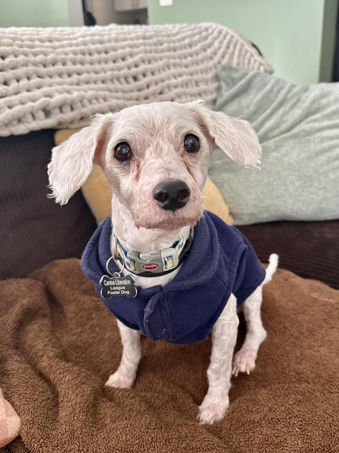 Enlarge Fargo, an adopted mixed breed in South Lyon, MI image 4/6