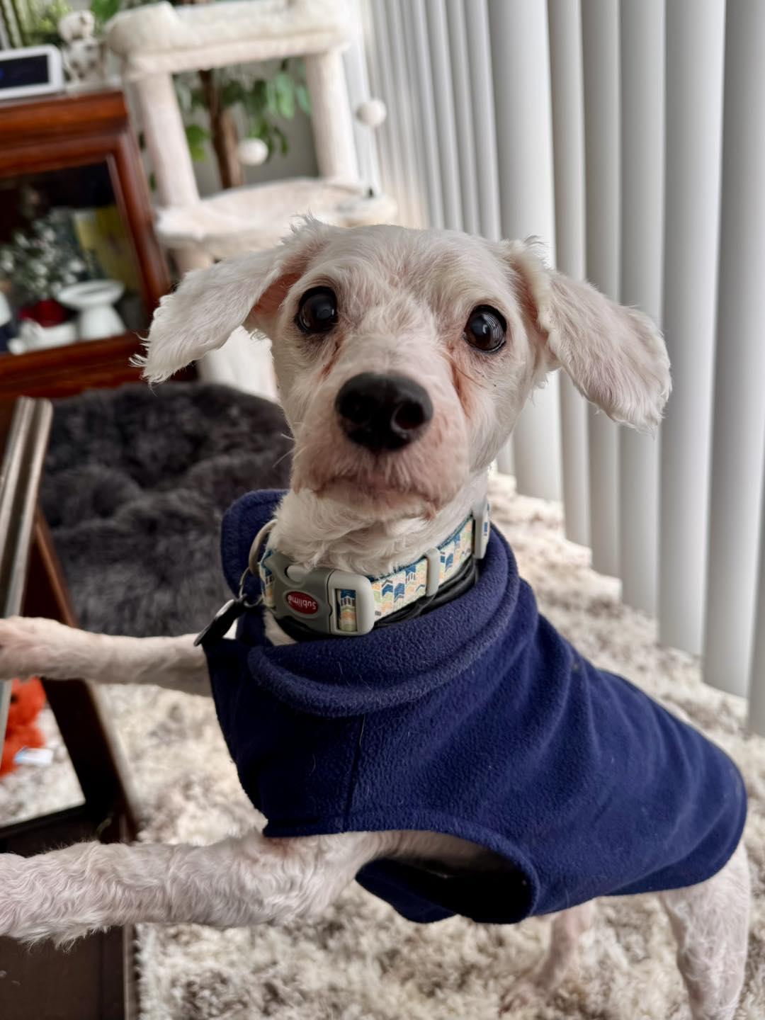 Enlarge Fargo, an adopted mixed breed in South Lyon, MI image 2/6