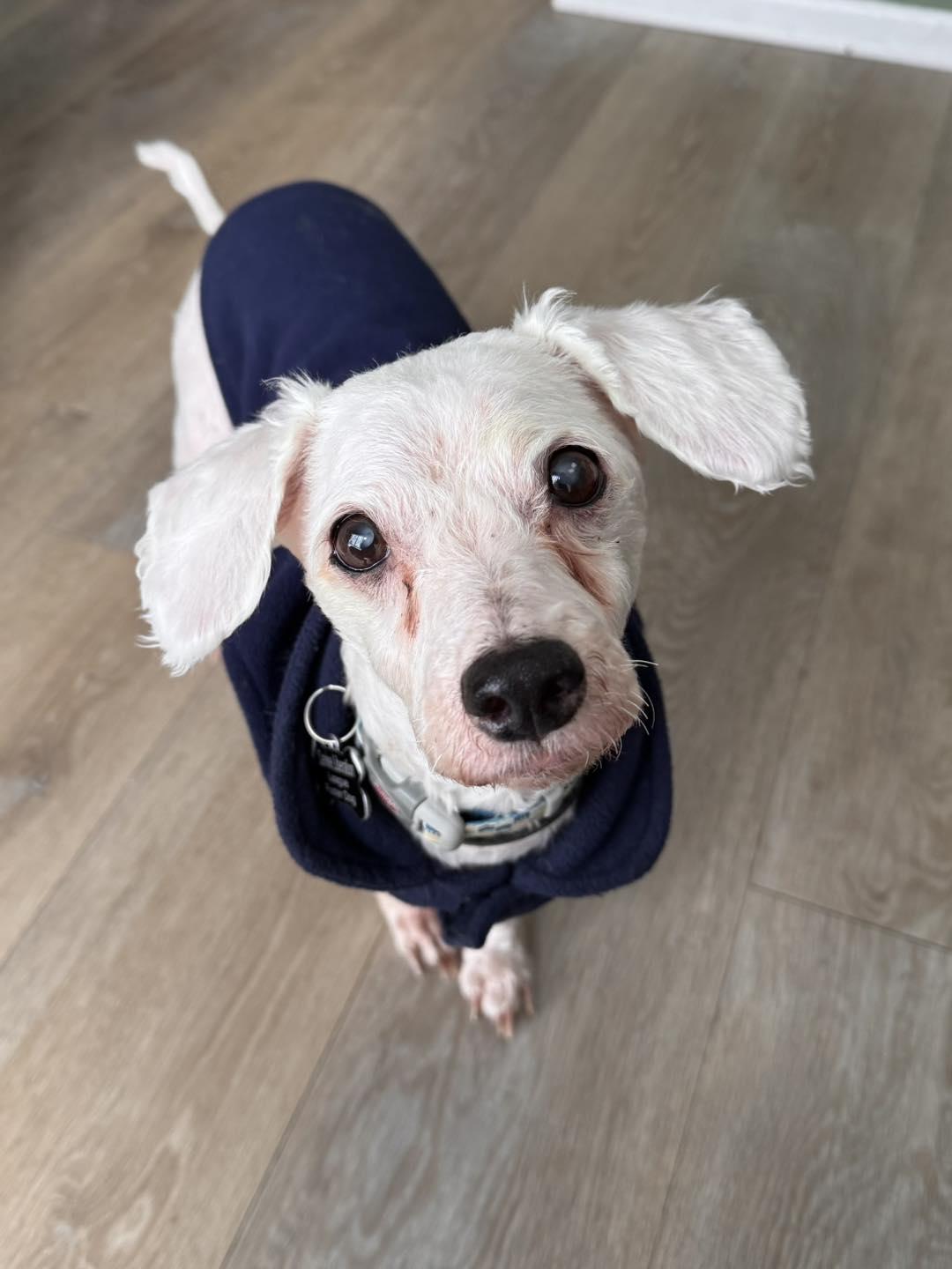 Fargo, ADOPTABLE, Senior Male Miniature Poodle & Bichon Frise.