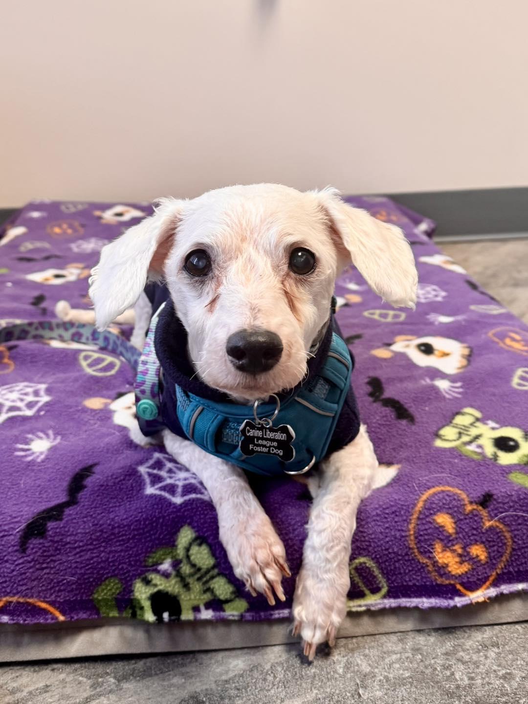 Enlarge Fargo, an adopted mixed breed in South Lyon, MI image 5/6