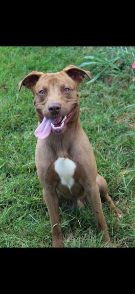 Enlarge Tobassco, a Adopted mixed breed in Berea, KY image 1/1