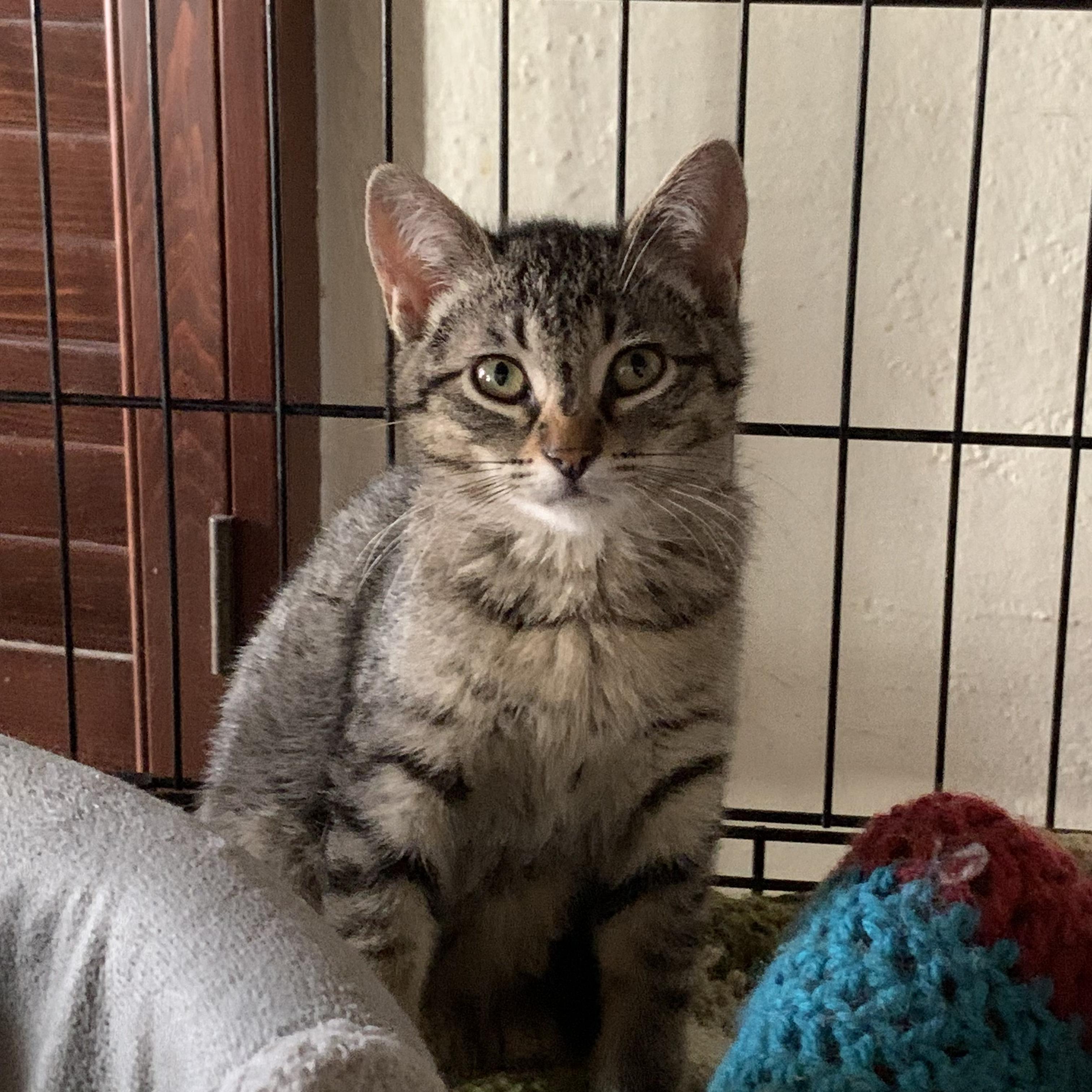 Mijo, Adoptable, Young Male Domestic Short Hair.