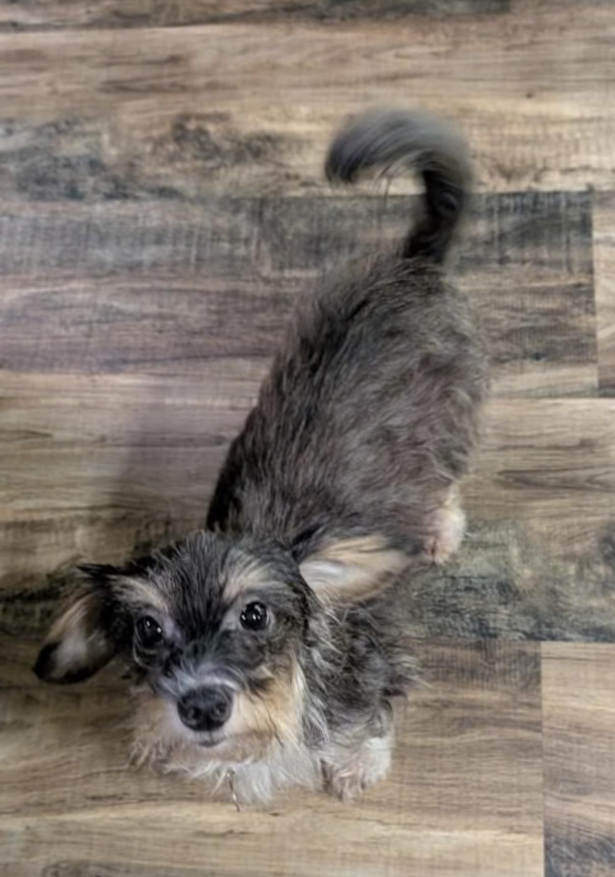 Doodle Bug, adopted, Adult Female Yorkshire Terrier & Dachshund.