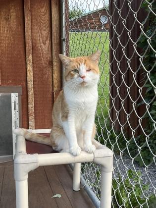 Enlarge Marsh, a Adoptable mixed breed in Cumberland, MD image 1/2