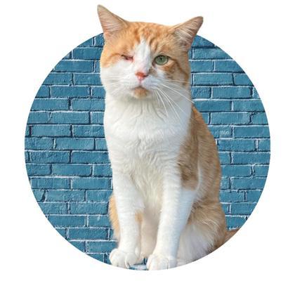 Marsh, Adoptable, Adult Male Domestic Medium Hair & Domestic Short Hair.