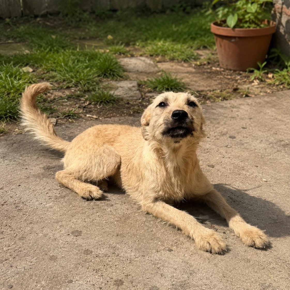Geri, ADOPTABLE, Young Female Wirehaired Terrier & Border Terrier.