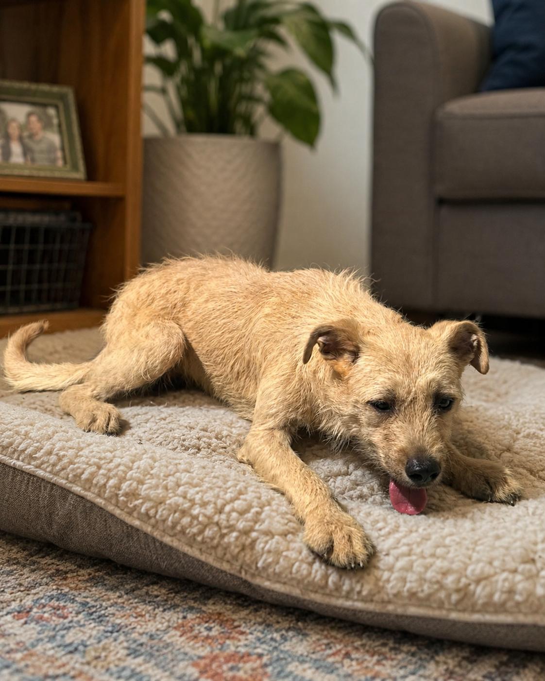 Geri, a ADOPTABLE mixed breed in Encinitas, CA image 3/4