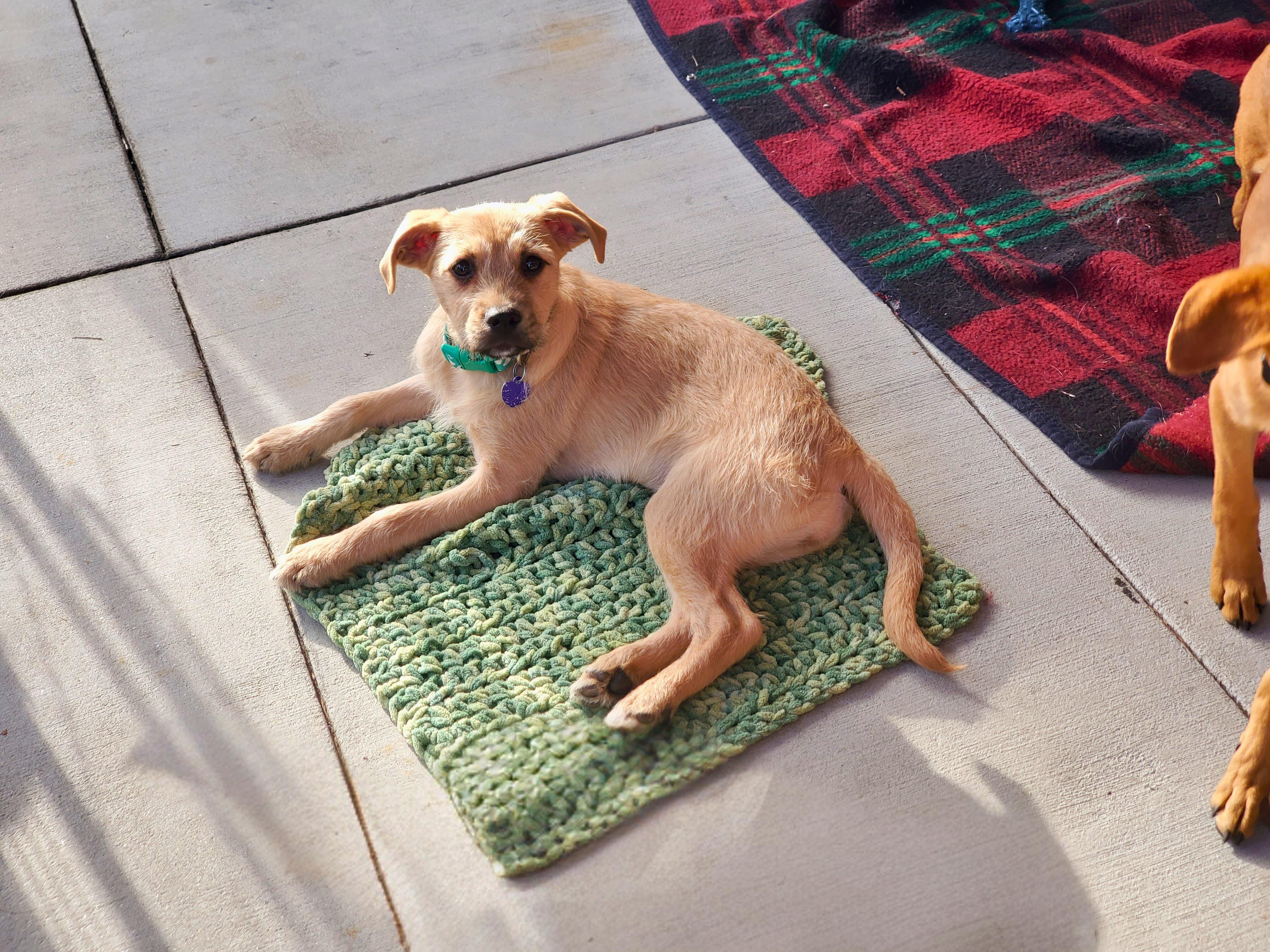 Enlarge Geri, a ADOPTABLE mixed breed in Encinitas, CA image 1/1