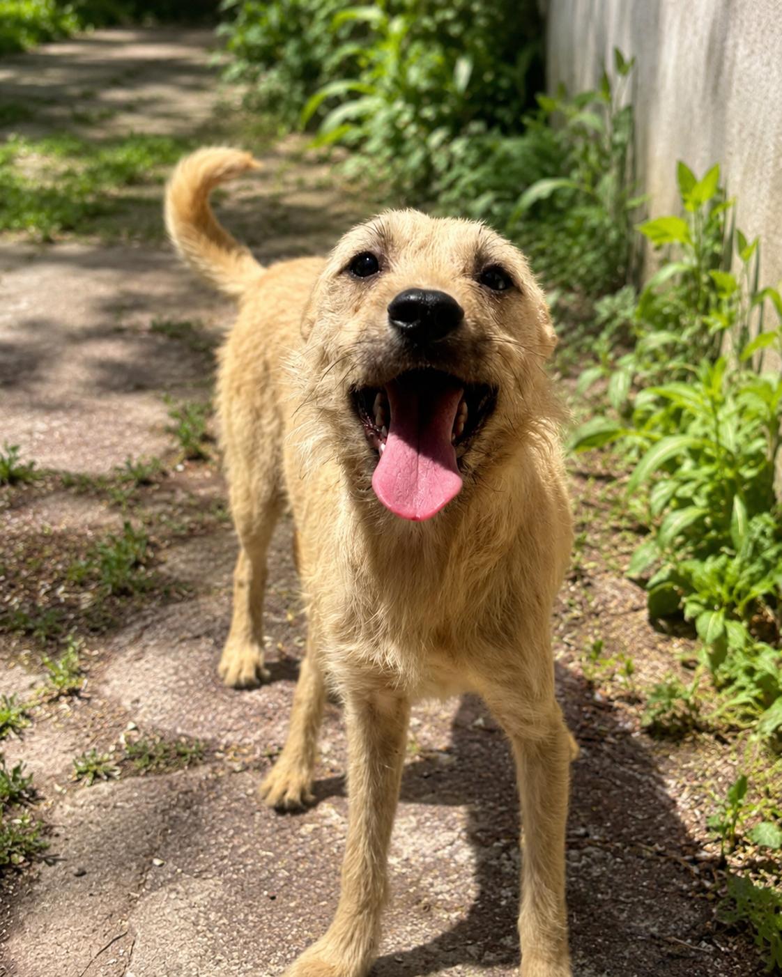Geri, a ADOPTABLE mixed breed in Encinitas, CA image 2/4