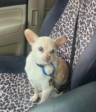 Diego, Adoptable, Senior Male Chihuahua.