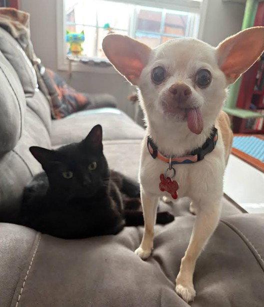 Diego, Adoptable, Senior Male Chihuahua.