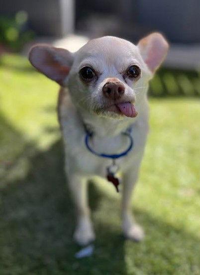 Enlarge Diego, a Adoptable Chihuahua in San Diego, CA image 2/3