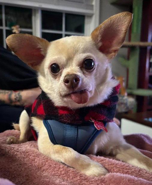 Enlarge Diego, a Adoptable Chihuahua in San Diego, CA image 3/3