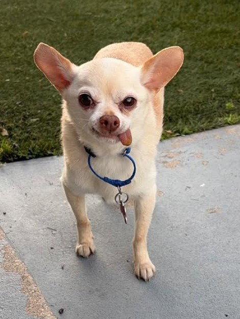 Diego, a Adoptable Chihuahua in San Diego, CA image 3/3
