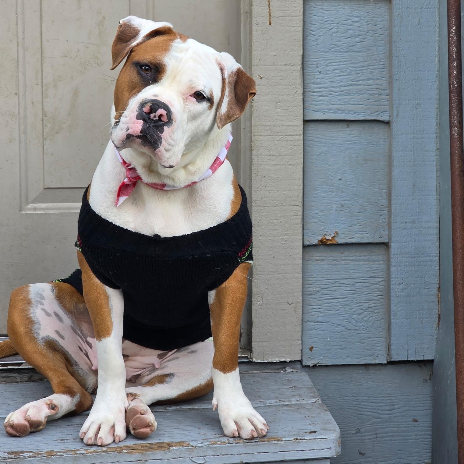 Enlarge Candy Cane, a ADOPTABLE mixed breed in Sun Valley, CA image 1/5