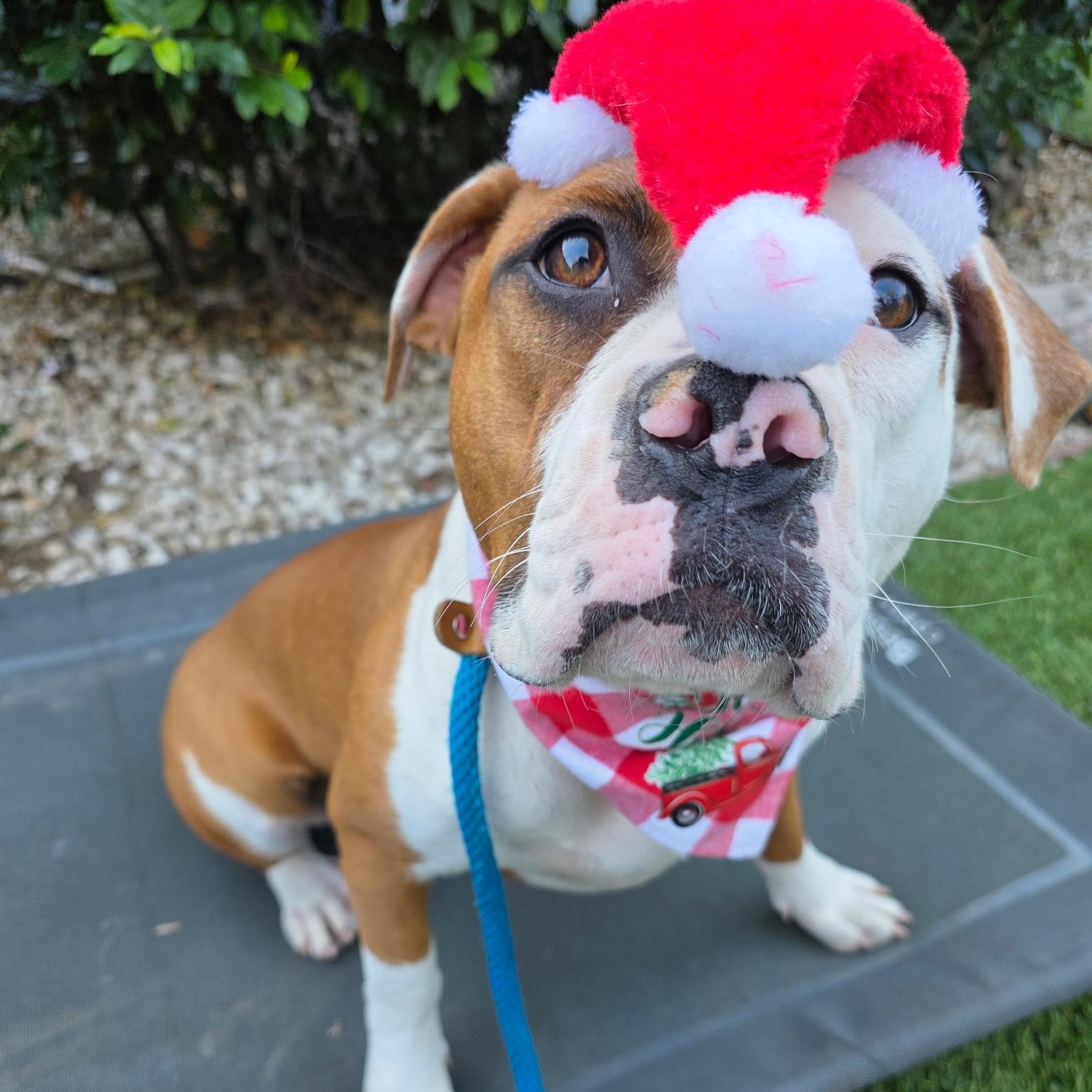 Enlarge Candy Cane, a ADOPTABLE mixed breed in Sun Valley, CA image 3/5