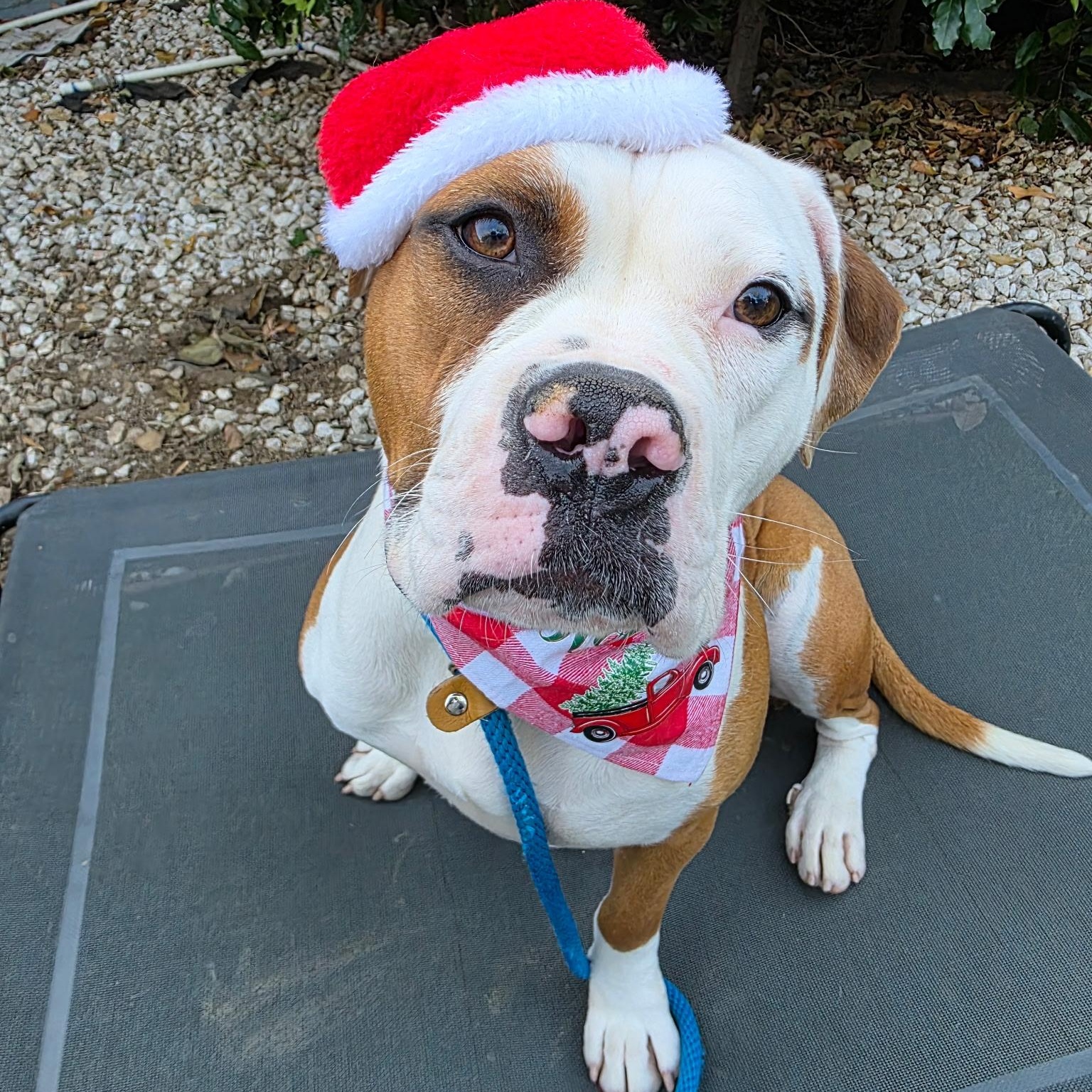 Enlarge Candy Cane, a ADOPTABLE mixed breed in Sun Valley, CA image 2/5