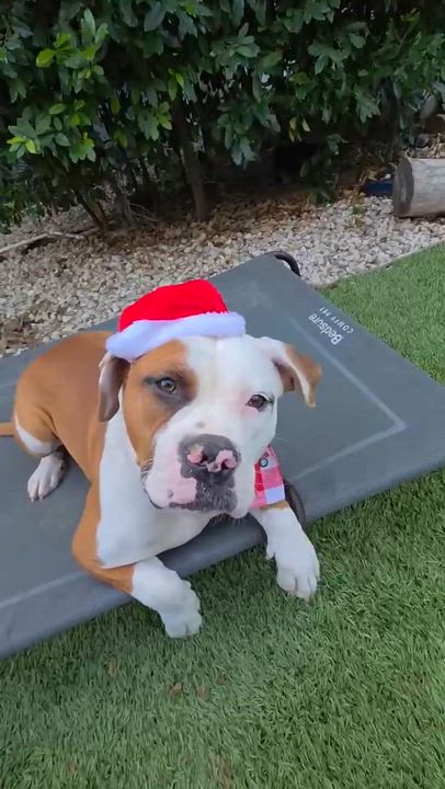 Enlarge Candy Cane, a ADOPTABLE mixed breed in Sun Valley, CA video 5/5