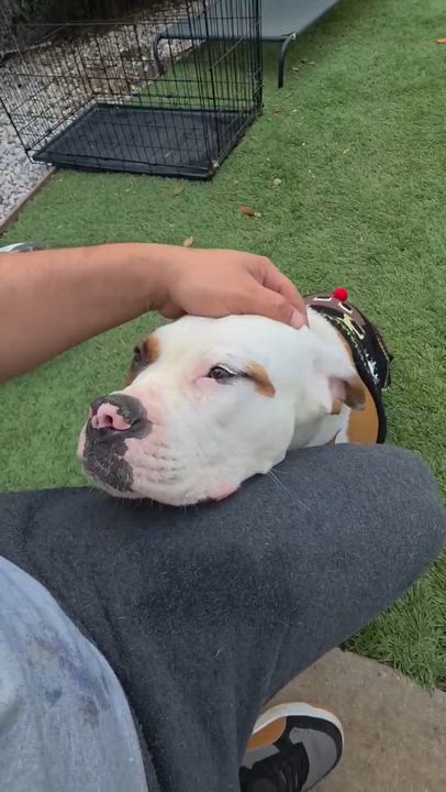 Enlarge Candy Cane, a ADOPTABLE mixed breed in Sun Valley, CA video 4/5